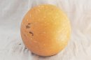 Ø55-56 cm whole calabash - Spherical gourd