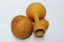 Ø27-28 cm bottle calabash - Bottle gourd