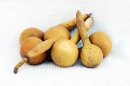 Ø5-6 cm bottle calabash - Bottle gourd