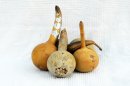 Ø9-10 cm bottle calabash - Bottle gourd