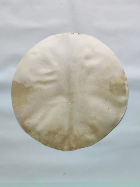 Shaved elk skin for djembe drum