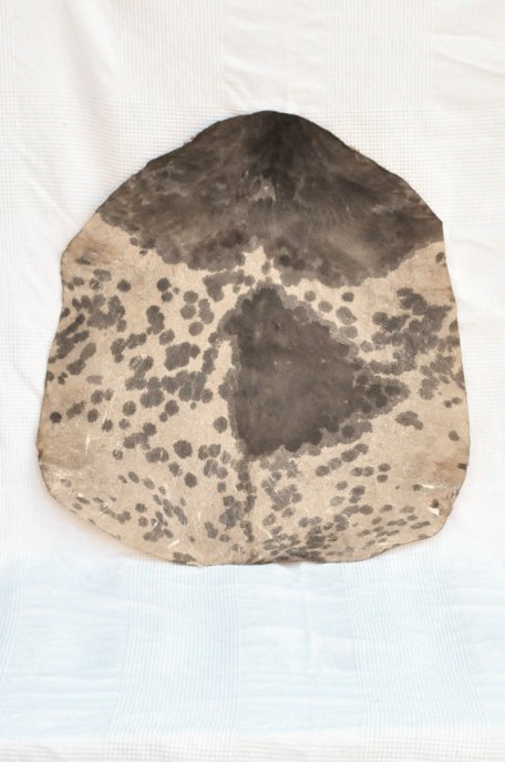 Thick spotted white Sahel goat skin - Djembe drum skin