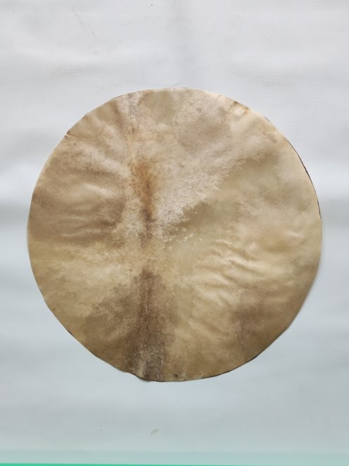 Shaved deer skin for djembe drum
