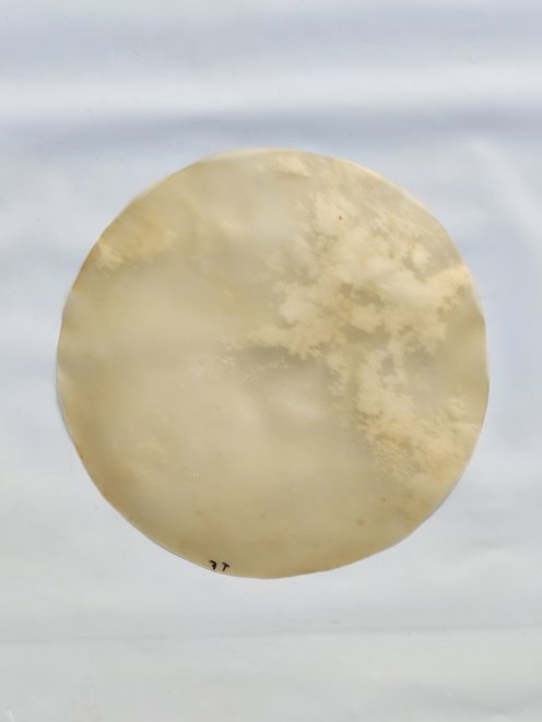 Thick horse skin without hair for djembe drum