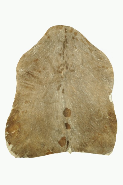 Shaved Sahel goat skin - Djembe drum skin
