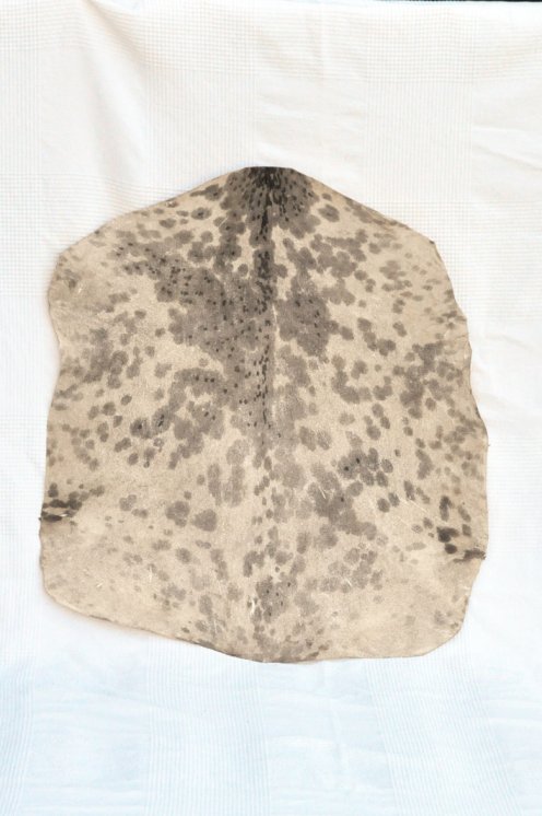 Spotted white Sahel goat skin - Djembe drum skin