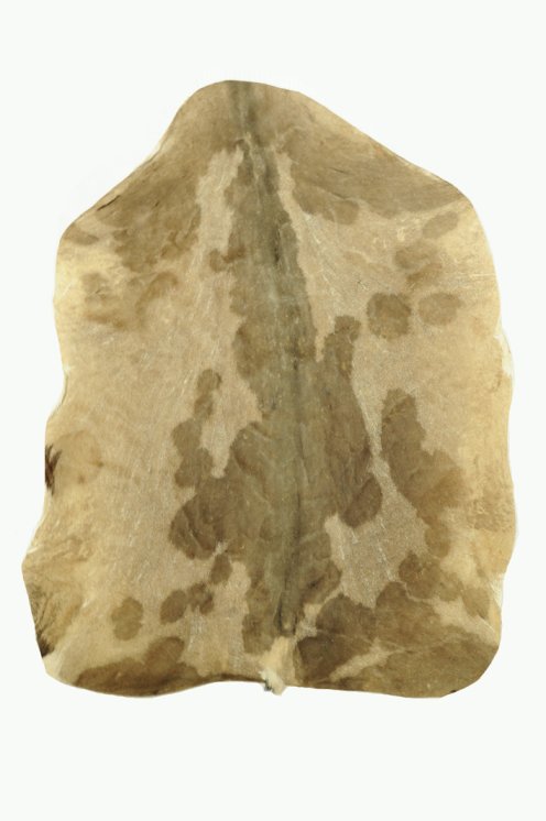 Shaved Sahel goat skin - Djembe drum skin