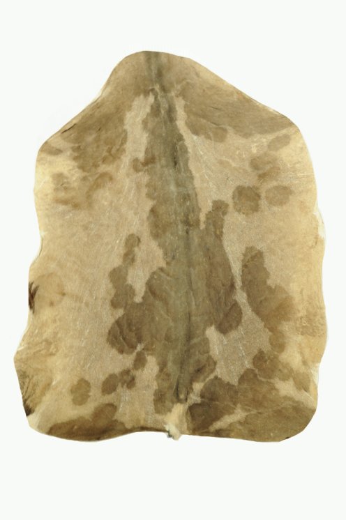 Very very thick shaved castrated Sahel billygoat skin - Djembe drum skin