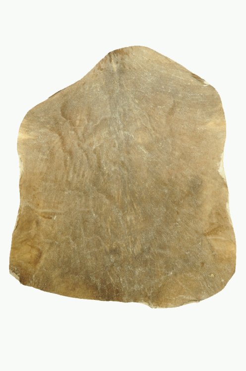 Very very thick shaved castrated Sahel billygoat skin - Djembe drum skin