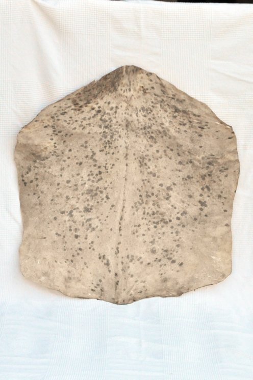 Thick spotted white Sahel goat skin - Djembe drum skin