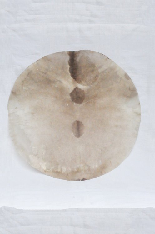 Very large thin shaved djembe drum percussion deer skin