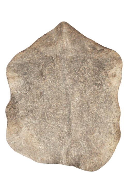 Thin speckled brown Sahel goat skin - Djembe drum skin
