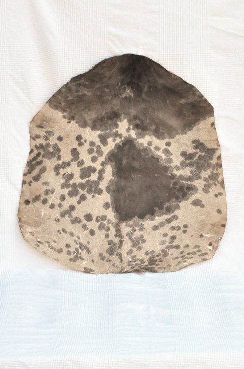 Very thick spotted white Sahel goat skin - Djembe drum skin