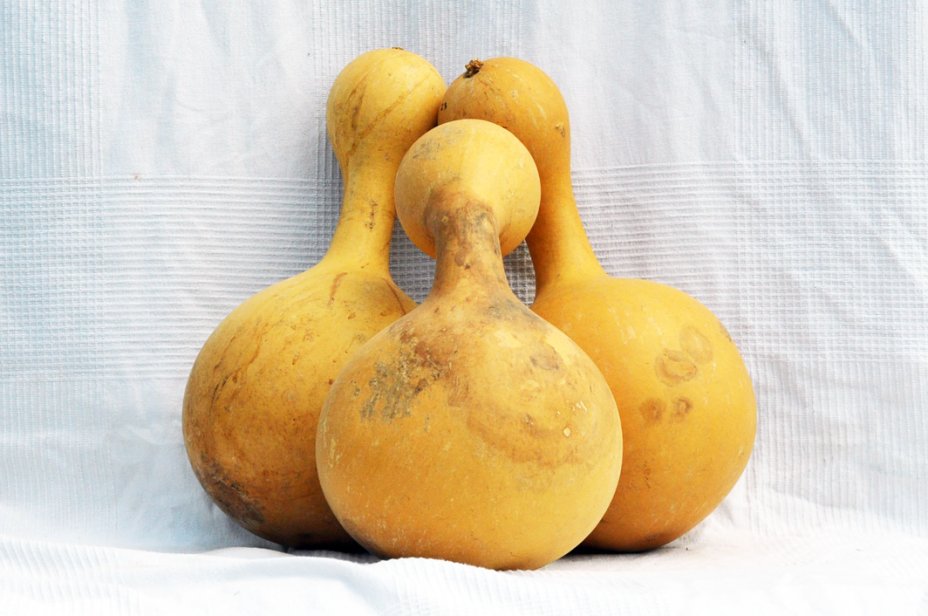 Ø23-24 cm bottle calabash - Bottle gourd