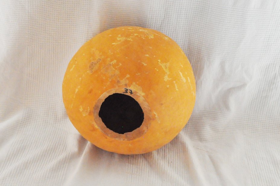 Ø37-38 cm whole calabash - Spherical gourd
