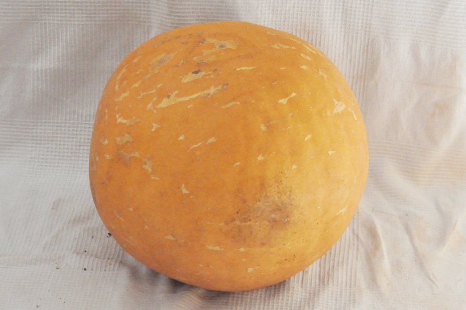 Ø51-52 cm whole calabash - Spherical gourd