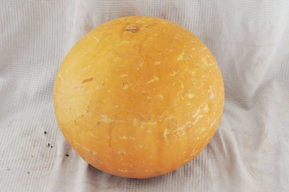 Ø57-58 cm whole calabash - Spherical gourd