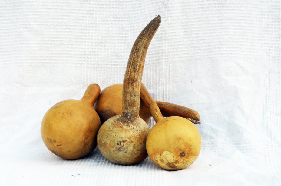 Ø11-12 cm bottle calabash - Bottle gourd
