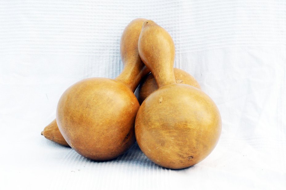 Ø13-14 cm bottle calabash - Bottle gourd