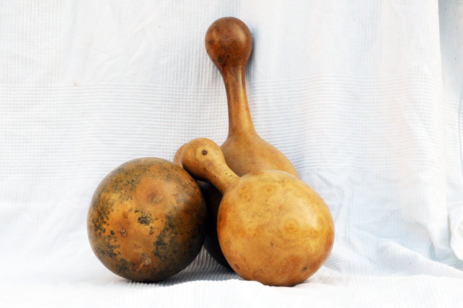 Ø19-20 cm bottle calabash - Bottle gourd