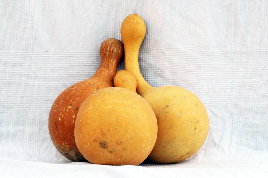 Ø21-22 cm bottle calabash - Bottle gourd