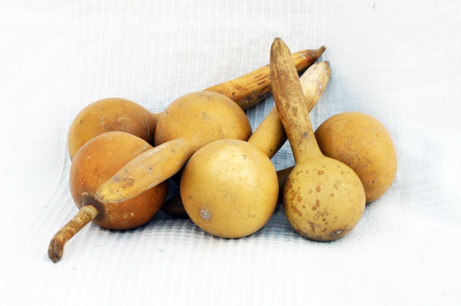 Ø5-6 cm bottle calabash - Bottle gourd