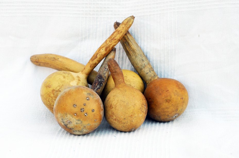 Ø7-8 cm bottle calabash - Bottle gourd